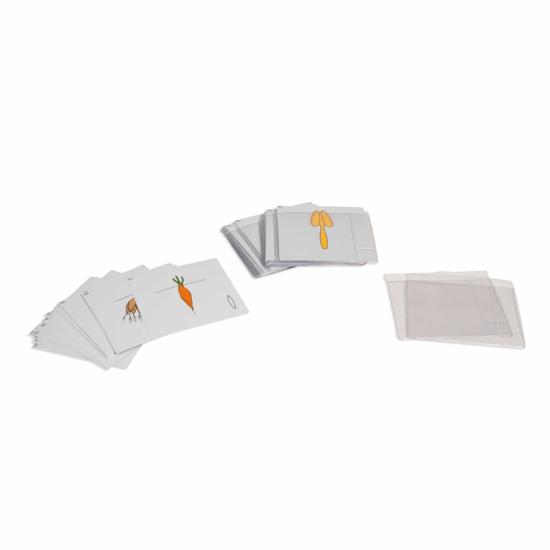 second-set-of-botany-cards-nienhuis-montessori